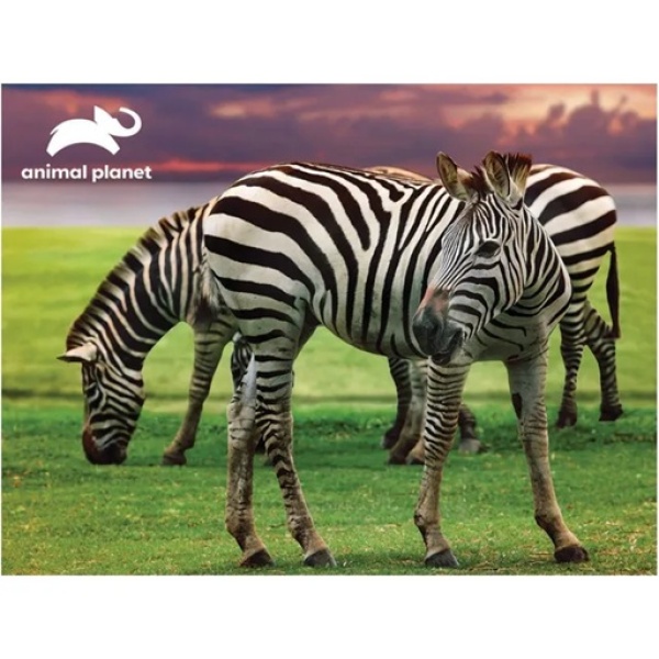 ⁦ANIMAL PLANET - ZEBRA 48PC PUZZLE WITH PLUSH⁩ - الصورة ⁦2⁩