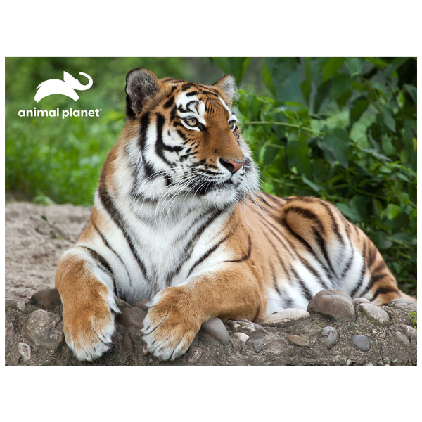 ⁦TIGER PUZZLE 500PC⁩ - الصورة ⁦2⁩